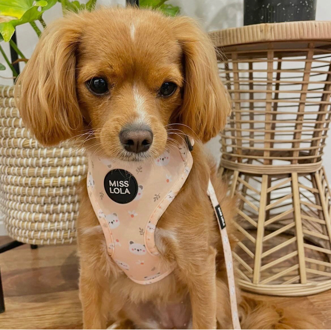 "Beary Blush"  Harness