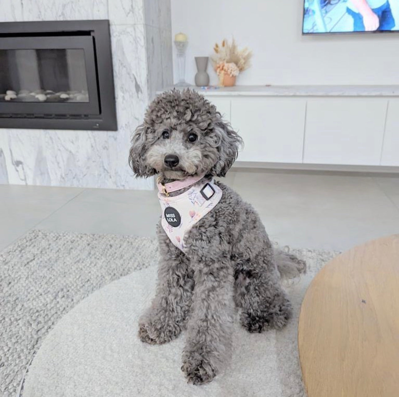 "Lilac Bloom" Harness