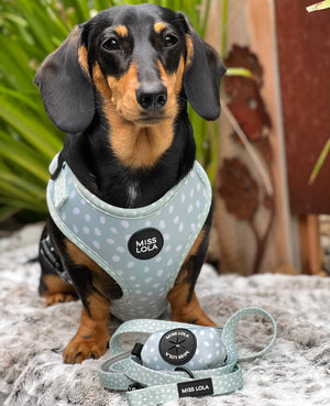 "Mint Bliss" Harness